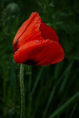 red poppy flower