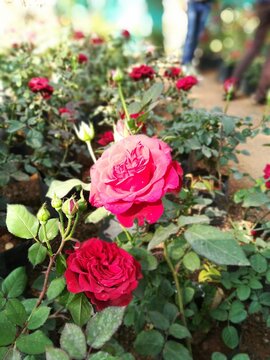 beautiful flwers in the garden