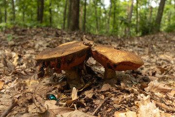 A very old Leccinum griseum in a forest of central Europe