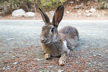 View of the rabbit