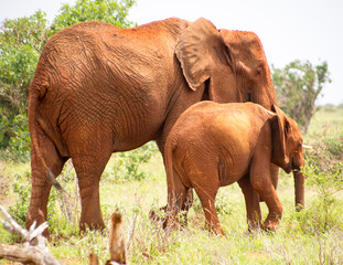 Elephants  of Tsavo National Park