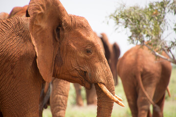 Elephants  of Tsavo National Park