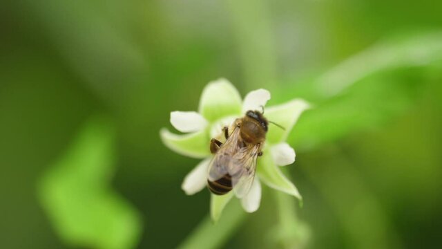 Honey bees on flower pollination macro shot slow motion