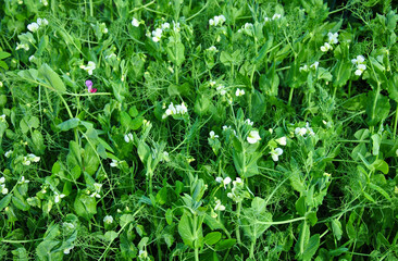 Fototapeta na wymiar flowering peas on the field on a sunny day 