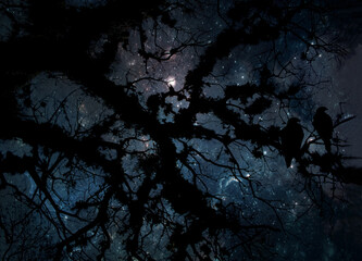 tree branches silhouette in night and starry sky - birds couple in love 