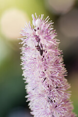 Cimicifuga in full bloom close up on flower