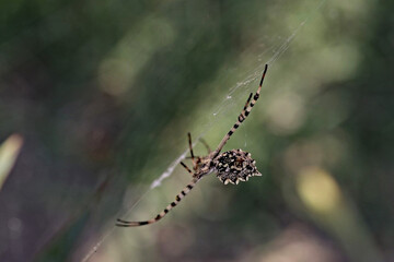 spider on a web