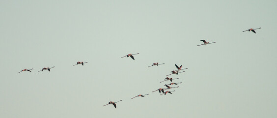 groupe of flamengo flying 