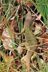 Lagartija verde en una montaña