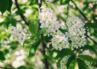 Cherry in bloom. Close-up of a flowering tree Prunus Avium with white small inflorescences