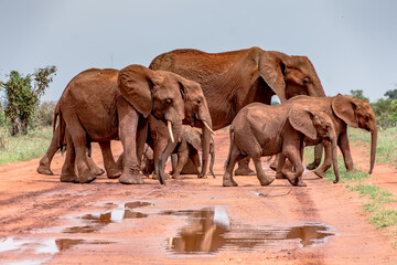 Fototapeta na wymiar A Heard of Elephants Crossing The Road 