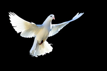 A free flying white dove isolated on a black background. The symbol of freedom. Peace. Mardin pigeon. Flying White Pigeon/Dove Isolated Background. peace day