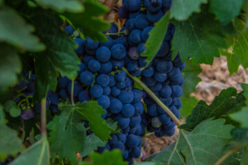 Spanish Red grape bunch for wine
