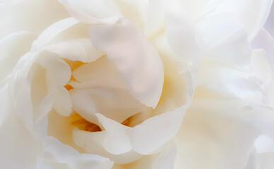 Obraz na płótnie Canvas close up of white peony rose