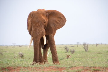 Elephant of  Tsavo