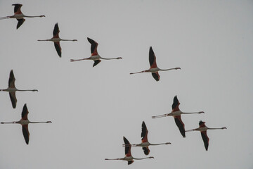 groupe of flamengo flying 