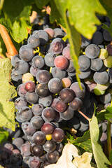 Spanish Red grape bunch for wine