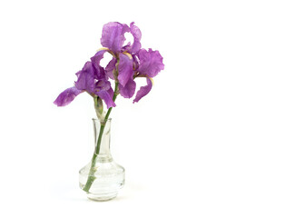 Naklejka na ściany i meble Still life with a beautiful fresh spring flower purple Iris in a glass vase bottle isolated on white background. Minimal art composition.