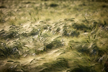Kornfeld im Sommer, Abendstimmung