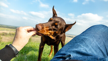 The viewer man feeds a brown Doberman Dobermann dog holds out his hand with delicious dog food in a green meadow on a clear sunny day. Horizontal orientation. 