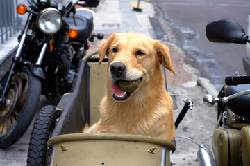 Labrador dog on a motorcycle
