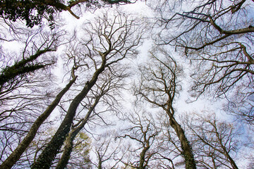 Forest and wild trees landscape in Georgia. Low angle view.