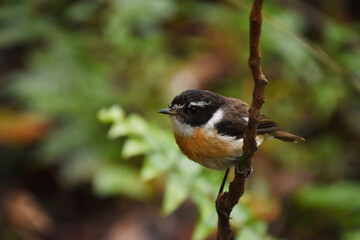 Oiseau perch&eacute;