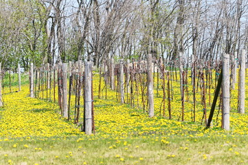 Fototapeta premium Vineyard with Dandelions