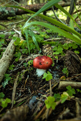 Russula emetica a poisnonus mushroom in a forest of central Europe.