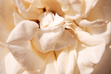 Open bud of beautiful rose macro close-up shot. Rose petals, beautiful flower for the holiday, blooming rose, natural background. Floral wallpaper. White delicate rose