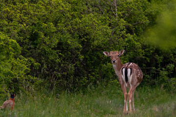 Dama dama Eng.Fallow deer is a mammal from family Cervidae.  This is a young male. his antlers are just growing. on this wildlife picture you can see him with his pheasant friend.