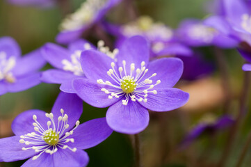 Flowering Liverwort, Hepatica nobilis in an spring forest, Sweden