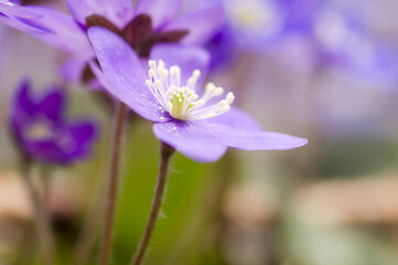 Fototapeta premium Flowering Liverwort, Hepatica nobilis in an spring forest, Sweden