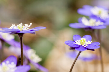 Flowering Liverwort, Hepatica nobilis in an spring forest, Sweden