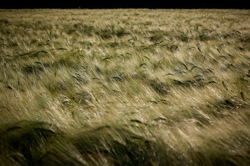 Kornfeld im Sommer, Abendstimmung