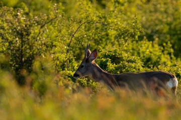 Wildlife photography of a young male roe deer (Capreolus capreolus) with small antlers going from a meadow to a forest. © kaso