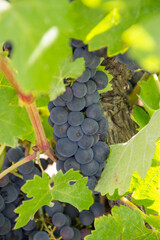 Red grape bunch for wine