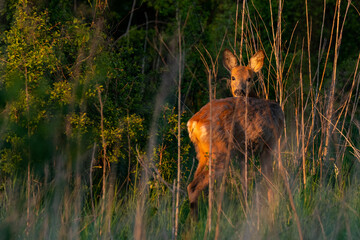 Wildlife picture of a female Roe deer (Capreolus capreolus) standing on a meadow while golden hour. Photographed in pure nature. © kaso