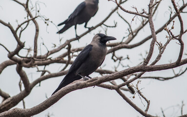 crow on tree