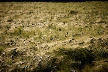 Kornfeld im Sommer, Abendstimmung