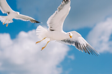 Seagull Flying Ower The Sea