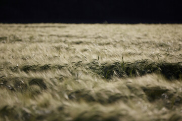 Kornfeld im Sommer, Abendstimmung