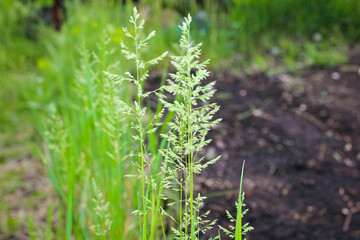 Obraz premium Bluegrass meadow grows beautifully in the garden in summer.