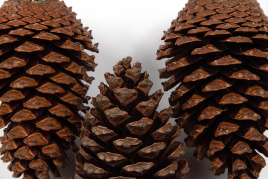 Pinecone Background