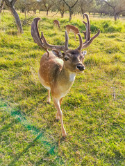Young roe deer poses for the camera