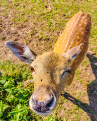 Young roe deer poses for the camera