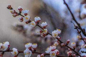 Apricot tree dreamlike blossoms. Spring pink-white flowers on apricot tree branch