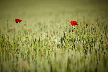 Mohnblumen auf dem Getreidefeld im Frühling 
