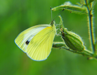 Butterfly cabbage on a green leaf. Macro shot.        