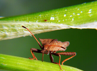Brown stink beetle. Macro shot.